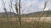 Los caracoles trepan por las plantas resecas para refugiarse de los reptiles y escapar del infernal calor del suelo en verano (PJB).