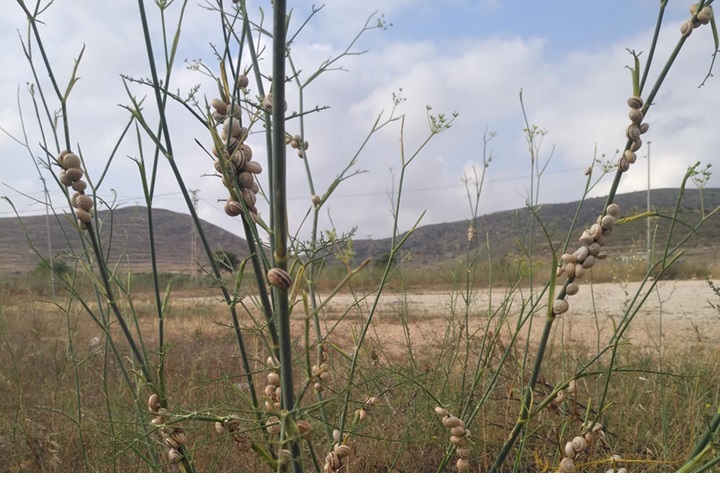Los caracoles trepan por las plantas resecas para refugiarse de los reptiles y escapar del infernal calor del suelo en verano (PJB).